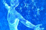 Stem Cells for the Treatment of Back Pain