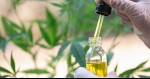 Health Benefits and Risks of Using CBD Oil