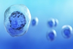 Researchers Develop New Stem Cell Production Methods