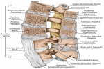 Spinal Anatomy and What Can Go Wrong