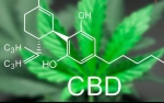 The Benefits of CBD Cream for Pain