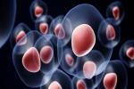 The History of Stem Cell Treatment