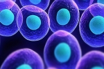 What are Stem Cells?