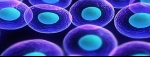 What are Stem Cells?