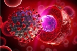 Why Stem Cells Could Be an Effective Treatment Option for Covid‐19 Patients