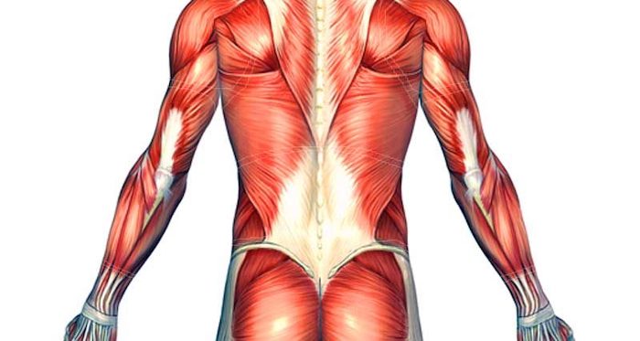 Blog | How to Treat Lower Right Back Muscle Strain