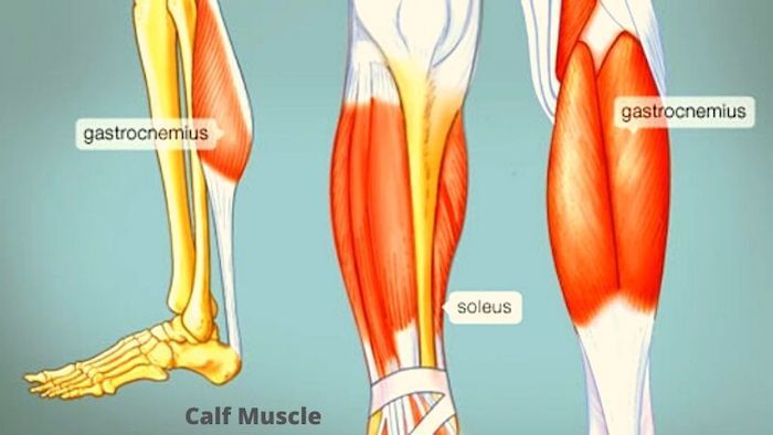 Blog  Why Does My Calf Muscle Hurt?